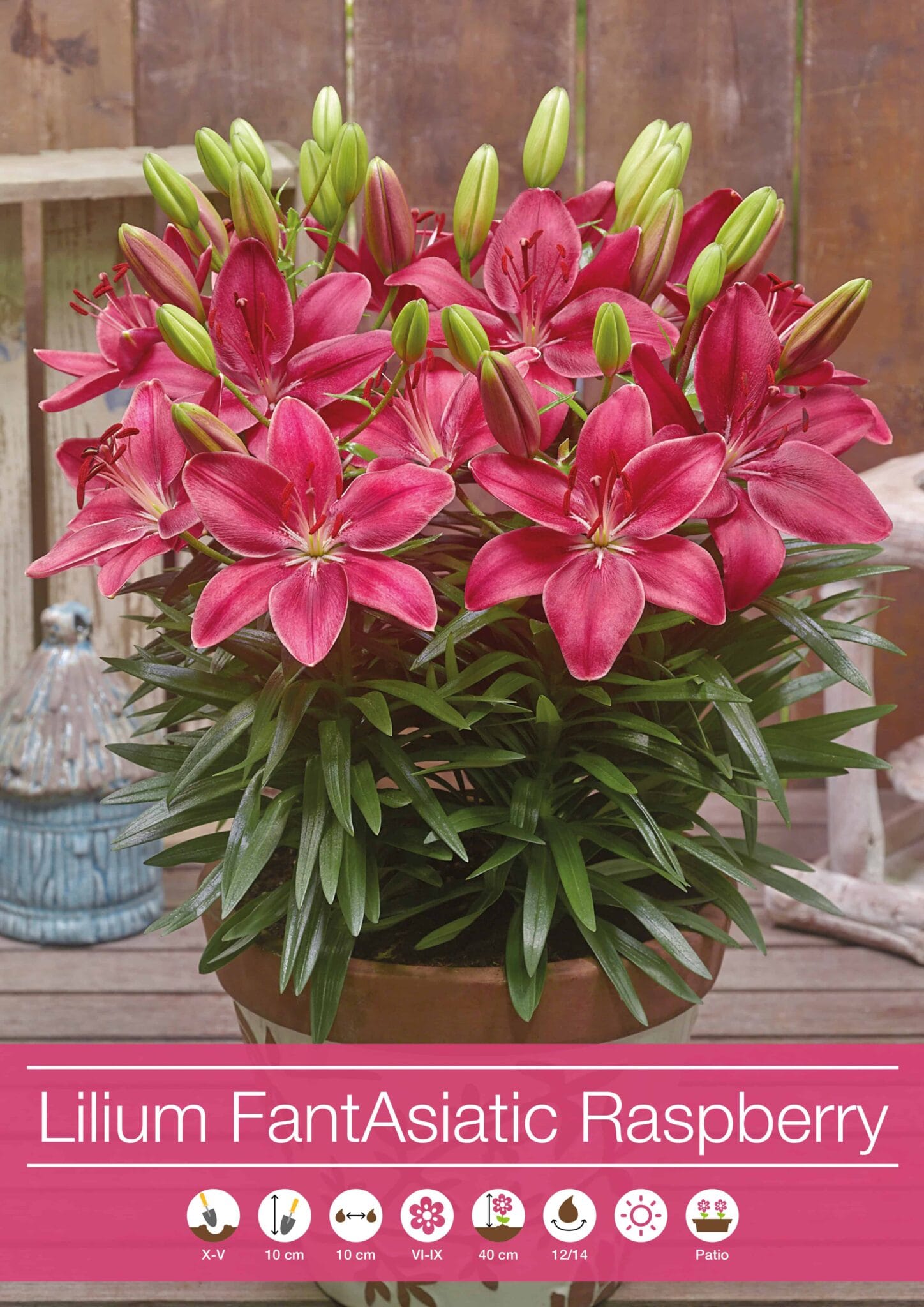 Lilium FantAsiatic Raspberry