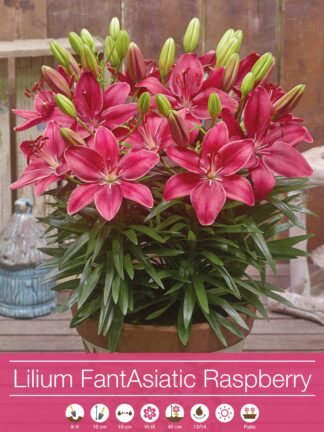 Lilium FantAsiatic Raspberry