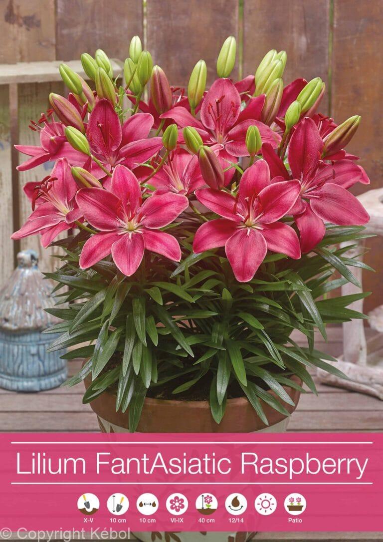 Lilium FantAsiatic Raspberry