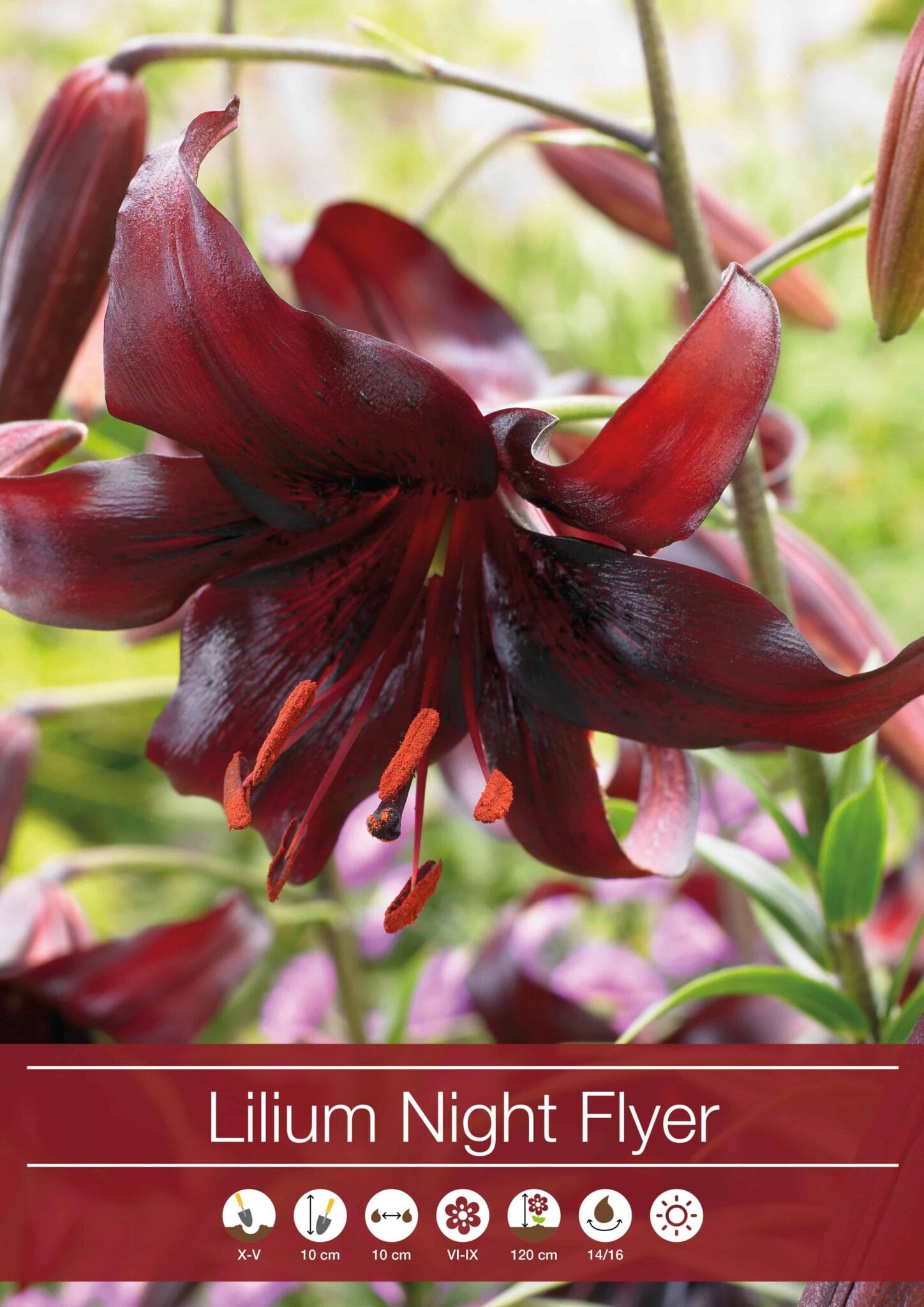 Lilium Night Flyer