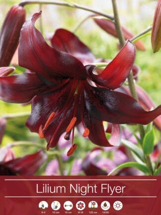 Lilium Night Flyer