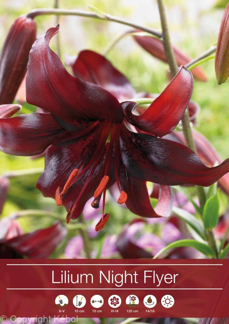 Lilium Night Flyer
