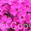 Phlox Bambini Primadonna