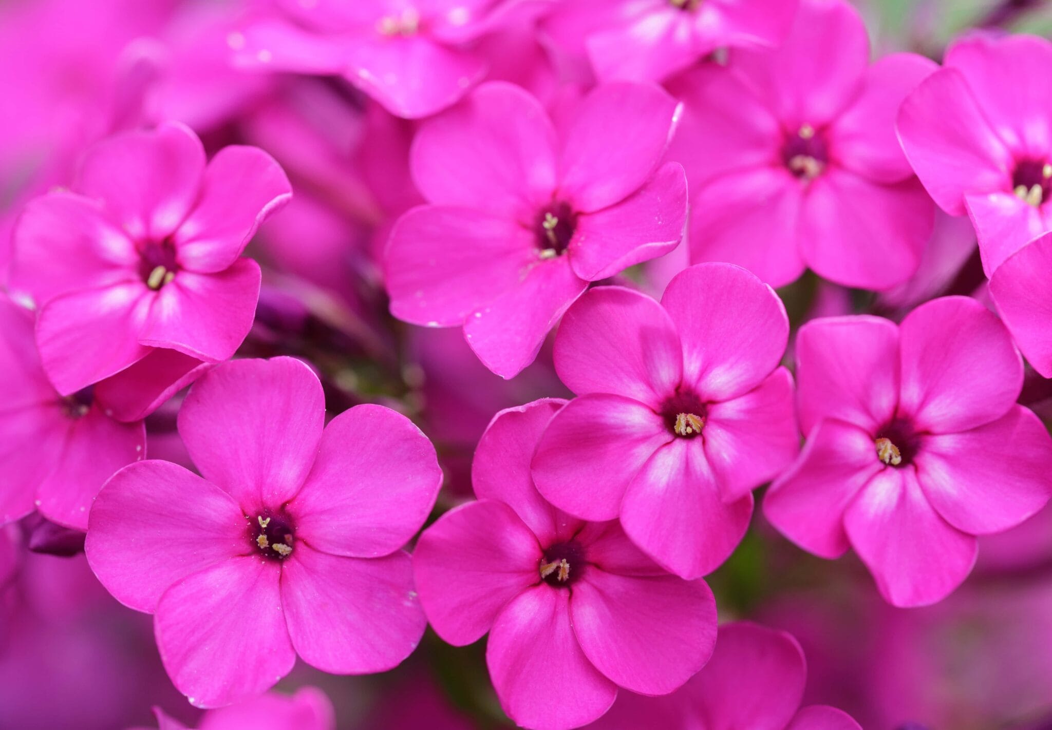 Phlox Bambini Primadonna