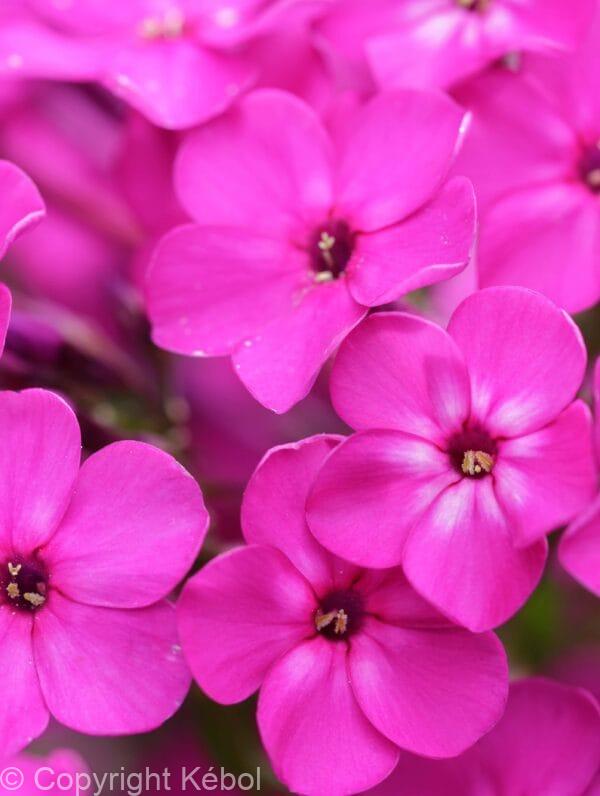 Phlox Bambini Primadonna