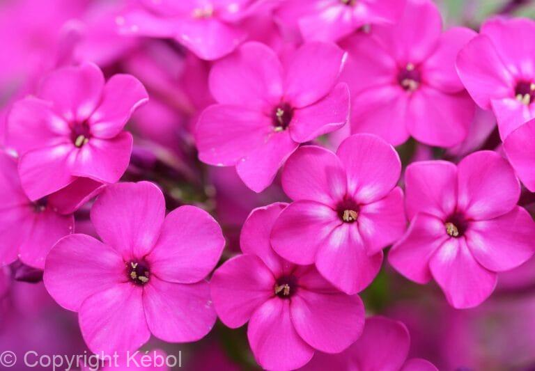 Phlox Bambini Primadonna