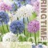 Allium Mixed
