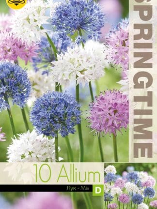 Allium Mixed