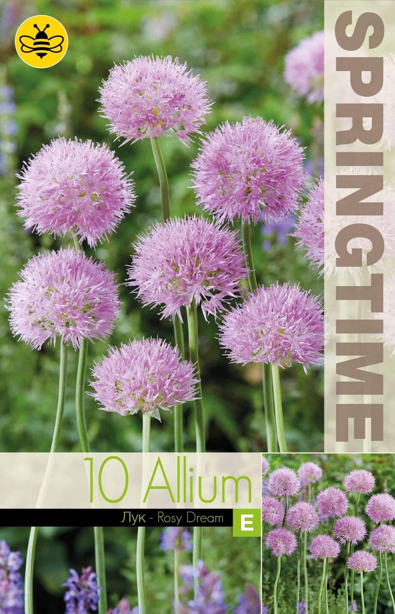 Allium Rosy Dream