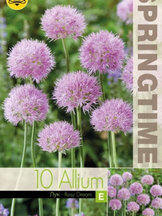 Allium Rosy Dream