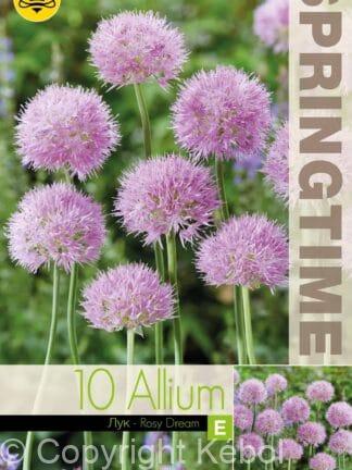 Allium Rosy Dream