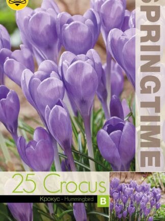 Crocus Hummingbird - RB