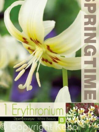 Erythronium White Beauty