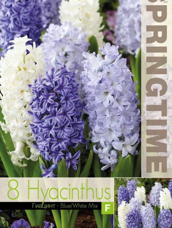 Hyacinthus Blue/White Mixed