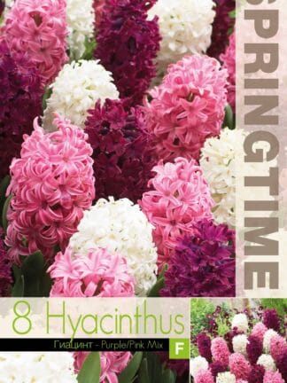 Hyacinthus Purple/Pink Mixed