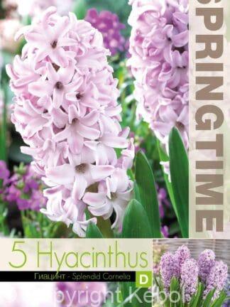 Hyacinthus Splendid Cornelia