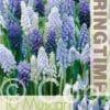 Muscari Mixed