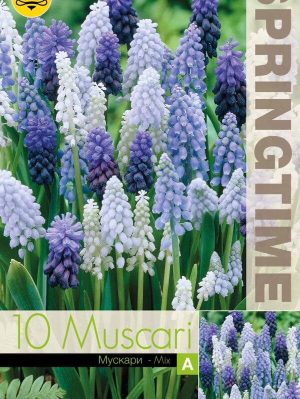 Muscari Mixed