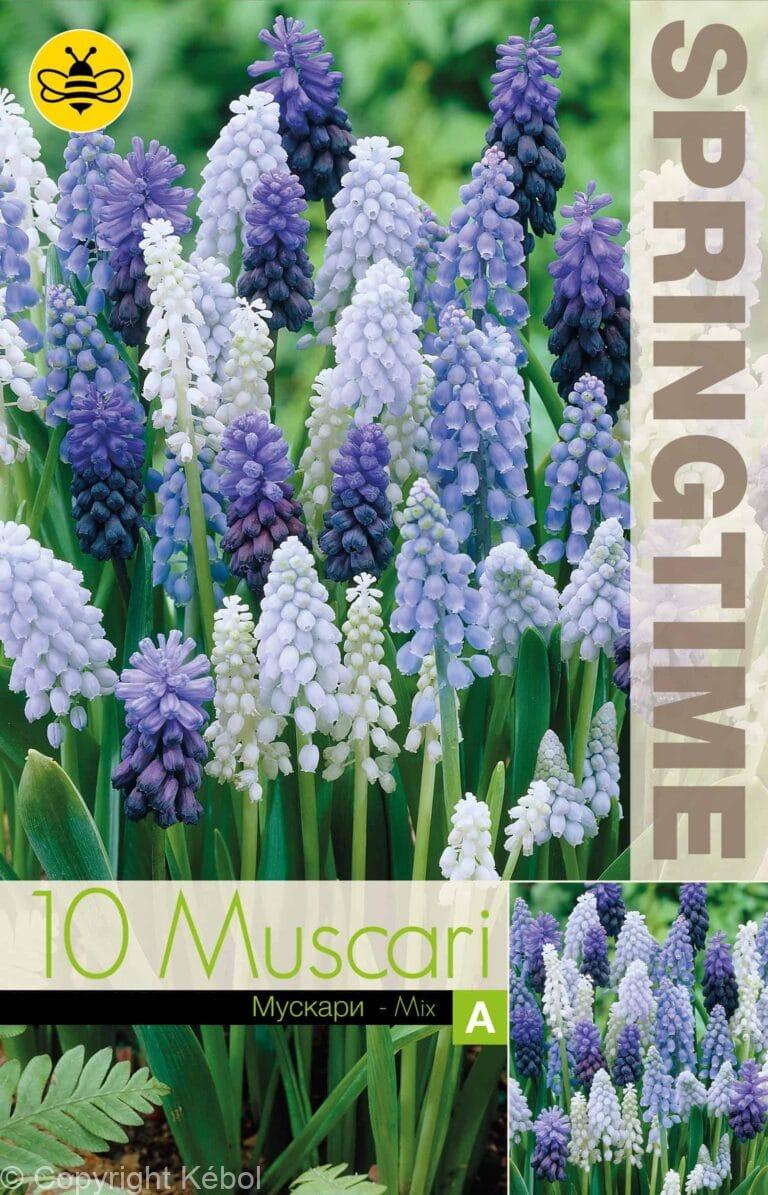 Muscari Mixed