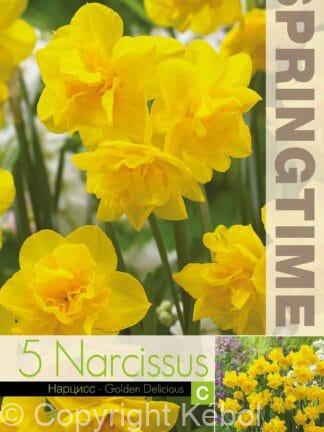Narcissus Golden Delicious