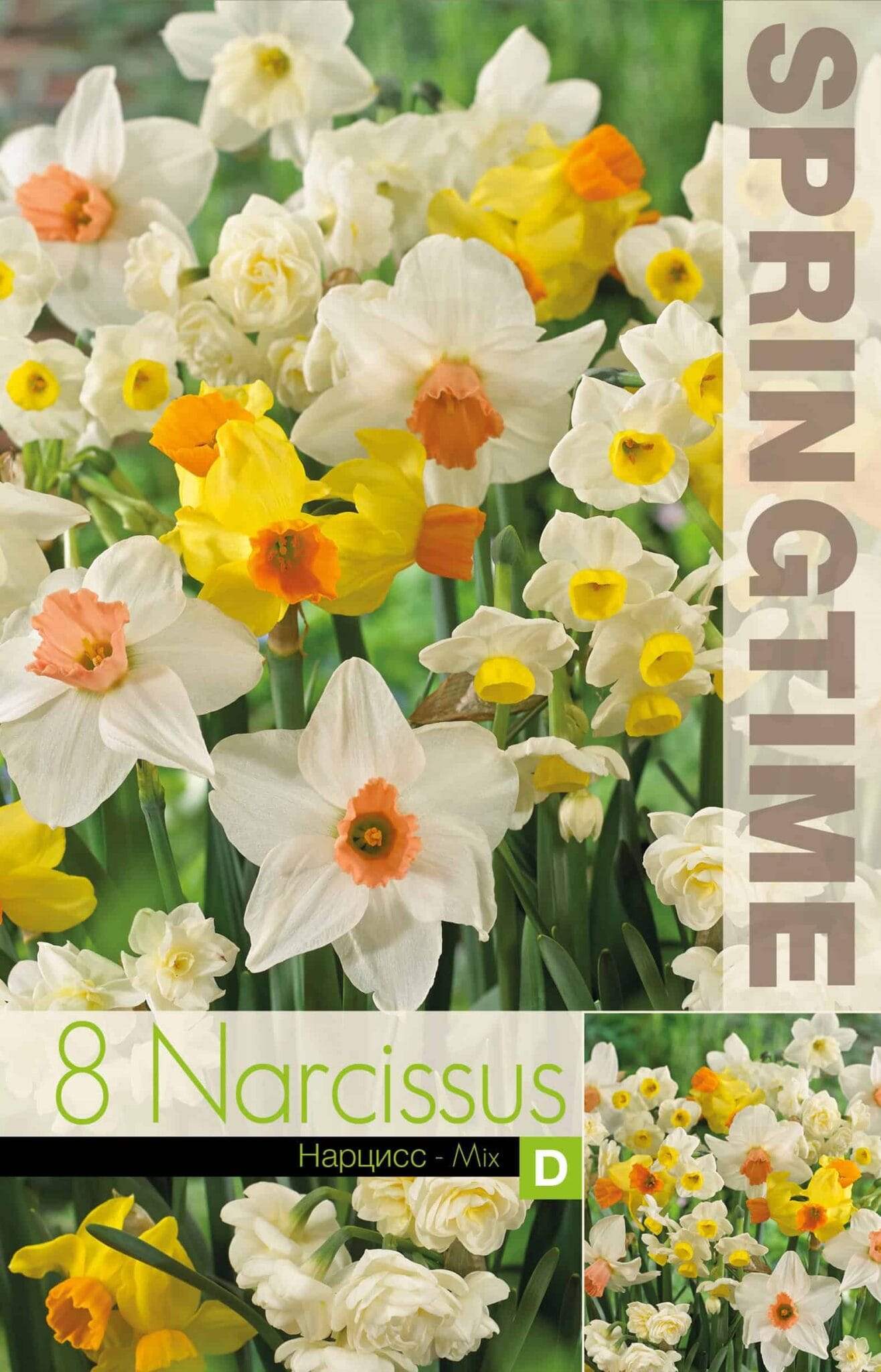 Narcissus Eyecatchers Mixed - RB