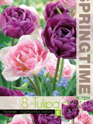 Tulipa Angelique/Blue Diamond