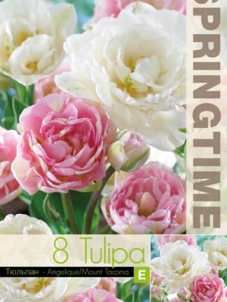 Tulipa Angelique/Mount Tacoma