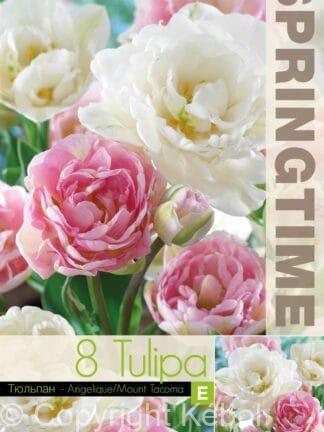 Tulipa Angelique/Mount Tacoma