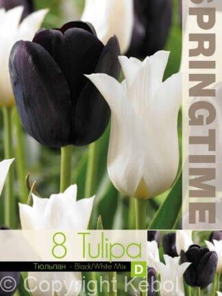 Tulipa Black/White Mixed