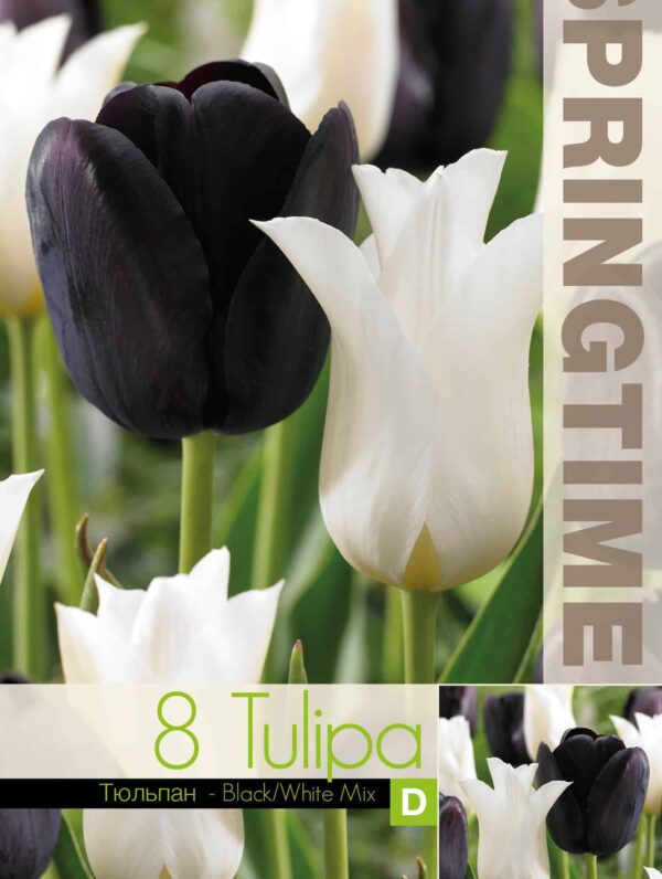 Tulipa Black/White Mixed