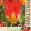 Tulipa Flames Mystery