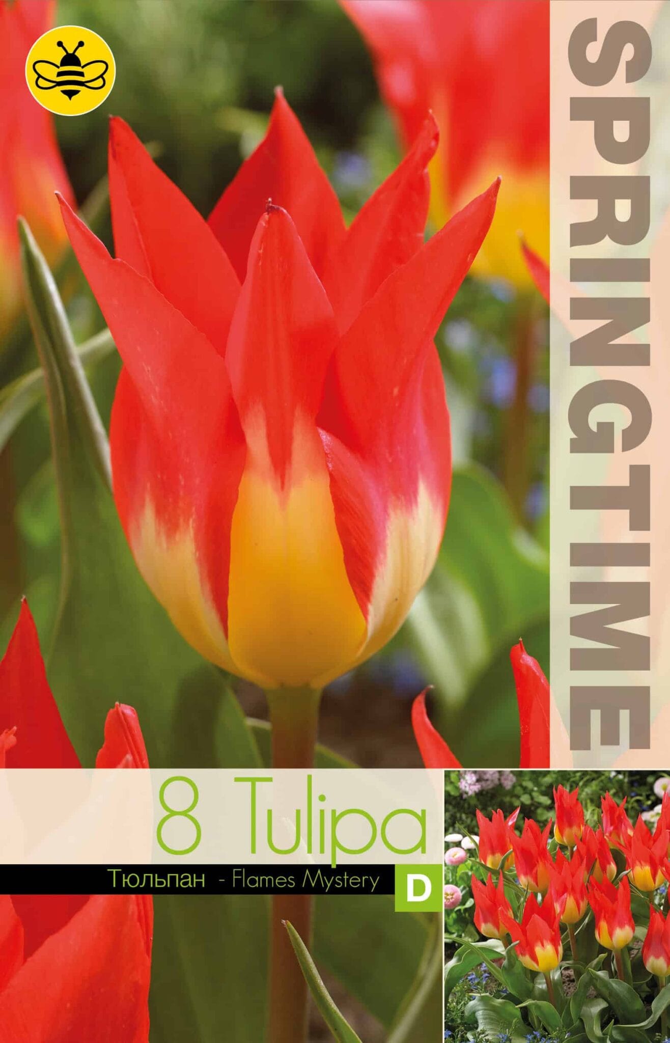 Tulipa Flames Mystery
