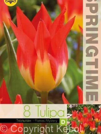 Tulipa Flames Mystery