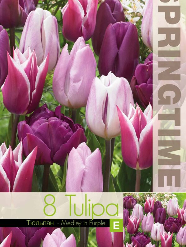 Tulipa Medley in Purple