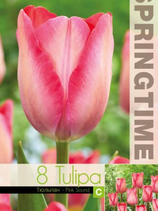 Tulipa Pink Sound