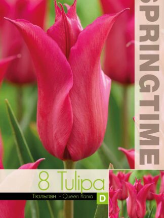 Tulipa Queen Rania