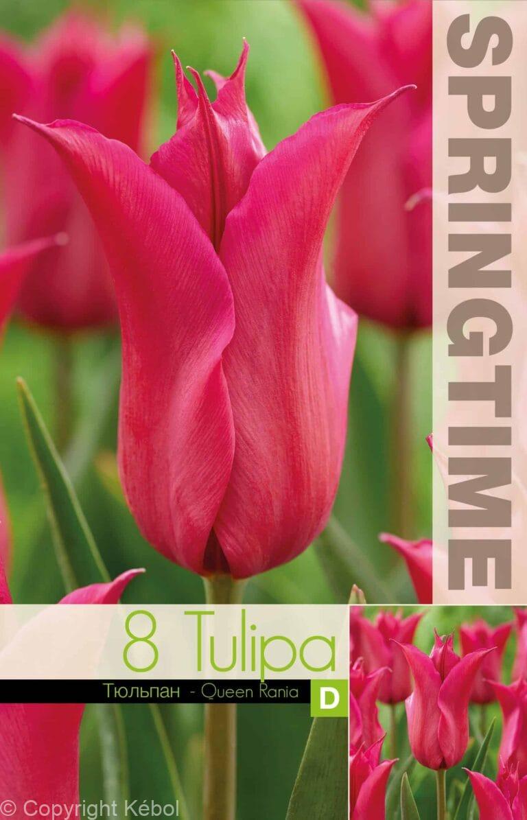Tulipa Queen Rania