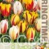 Tulipa Rembrandt Mixed