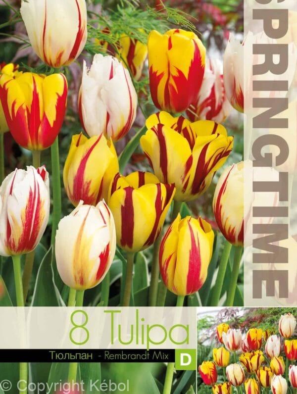 Tulipa Rembrandt Mixed