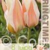 Tulipa Serano