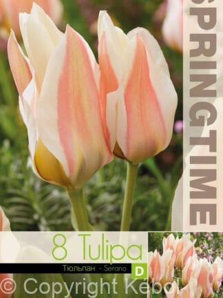 Tulipa Serano