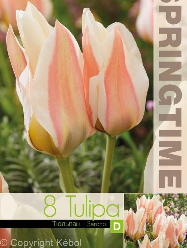 Tulipa Serano