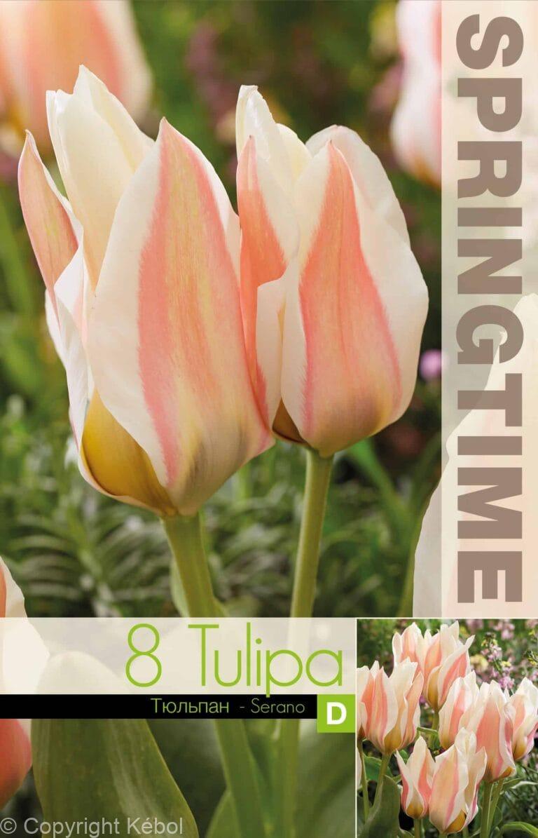 Tulipa Serano