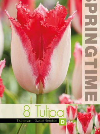 Tulipa Sweet Paradise