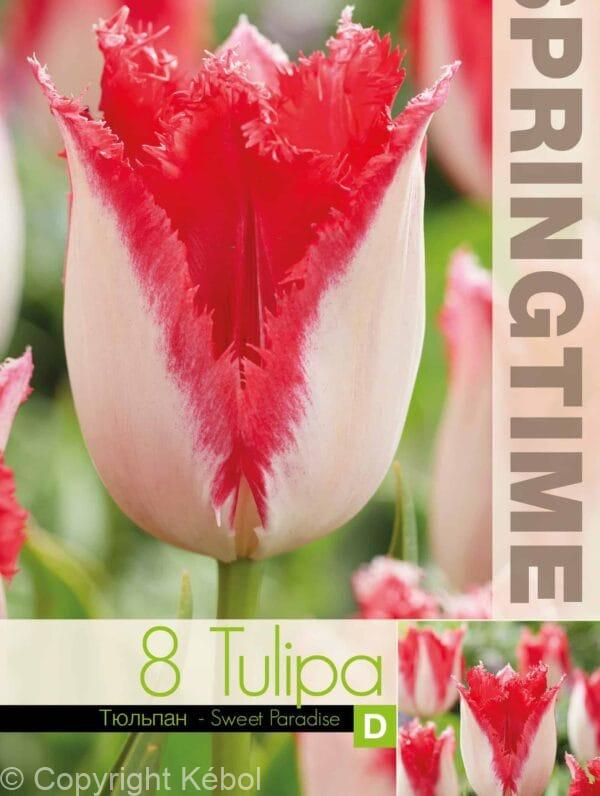 Tulipa Sweet Paradise