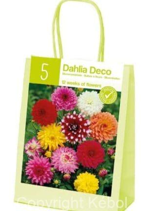 XL-Summer Dahlia Decorative Mixed