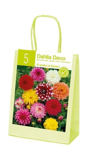 XL-Summer Dahlia Decorative Mixed