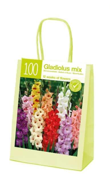 XL-Summer Gladioli mix