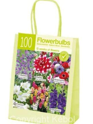 XL-Summer Red/White/Blue