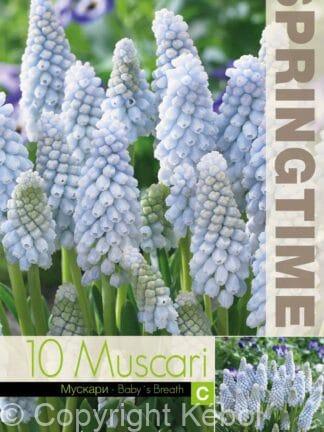 Muscari Baby's Breath